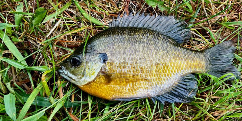 Are Bluegill Good To Eat?