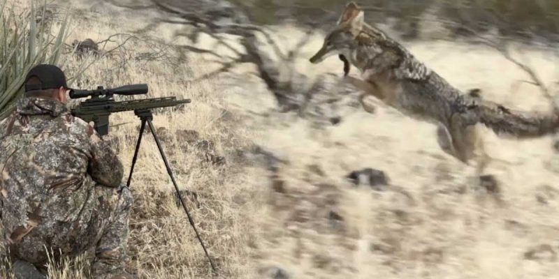 Best Night Vision Scope For Coyote Hunting