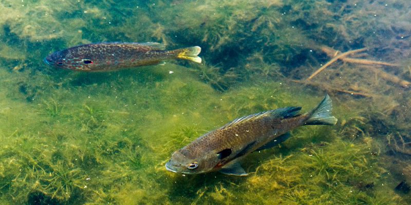 Best Time Of Day To Catch Bluegill