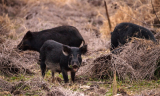 Feral Hog Hunting In Georgia