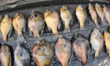 How To Clean A Bluegill