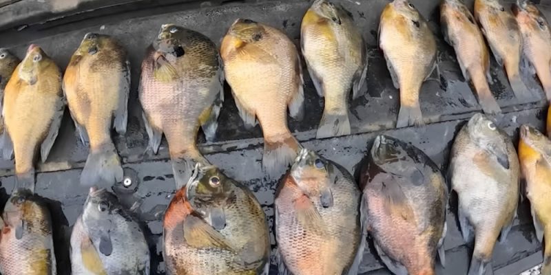 How To Clean A Bluegill
